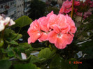 DSC03957