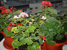 DSC03959