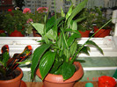 DSC03961