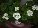 DSC03963
