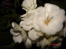 DSC03969