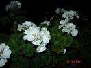 DSC03970