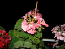 DSC03971