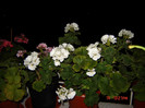 DSC03972