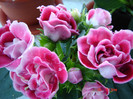 DSC03974