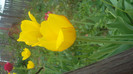 SAM_1248