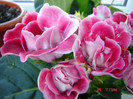 DSC03977