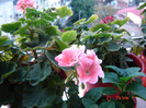 DSC03986