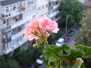 DSC03987