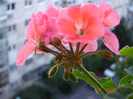 DSC03990
