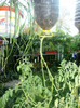 august 2012 tomate....este bine si asa!