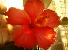 27 august 2012-flori 017