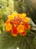 27 august 2012-flori 026