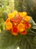 lantana camara