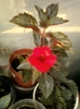 achi red elf