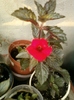 27 august 2012-flori 021
