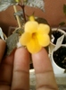 27 august 2012-flori 022