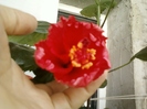 27 august 2012-flori 001