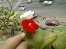 27 august 2012-flori 009