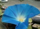 27 august 2012-flori 007