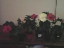 Hibiscus grup