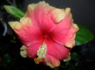 Hibiscus Oberon