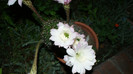 DSC09154