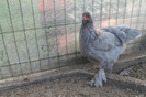 brahma albastru 2012