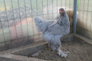 brahma albastru 2012