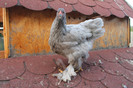 brahma albastru 2012