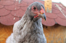 brahma albastru 2012