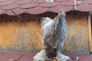 brahma albastru 2012