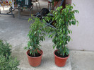 DSCF2678