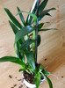 dendrobium , baumax, 16 lei