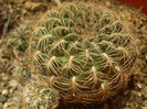 Sulcorebutia crispata