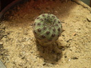 Sulcorebutia rauschii