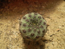 Sulcorebutia rauschii