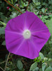 Picotee Morning Glory (2012, Aug.25)