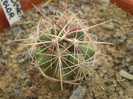 Thelocactus bicolor