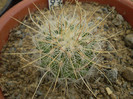 Thelocactus macdowelli