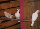 Picture 1247