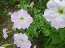 P1010171