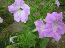 P1010172