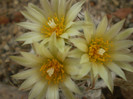 Turbinicarpus schiemdickeanus v. flaviflorus