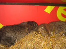 3 luni