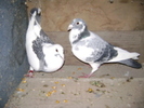 30787778_JOPPJSRQF