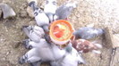 30816219_IWOWKOBHF