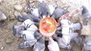 30816246_ATJGVFIIB