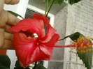 27 august 2012-flori 043