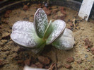 Adromischus cooperi